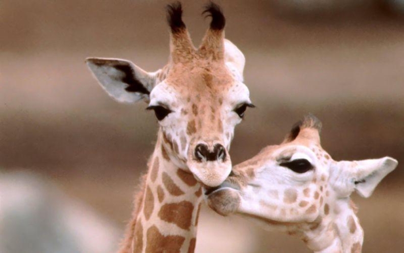 10 Homosexual Animals