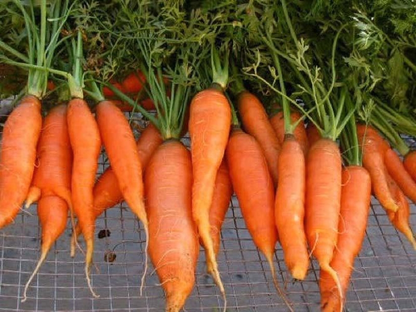 10 horror stories about malnutrition