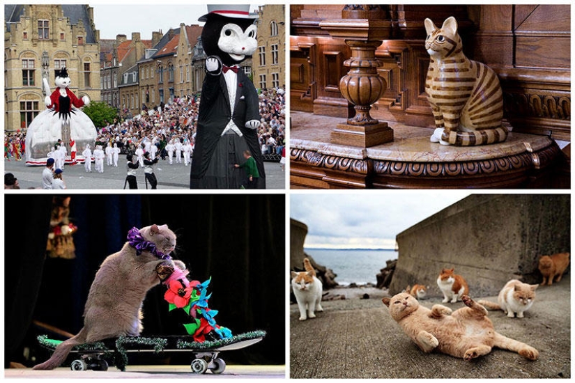 10 lugares que aman a los gatos