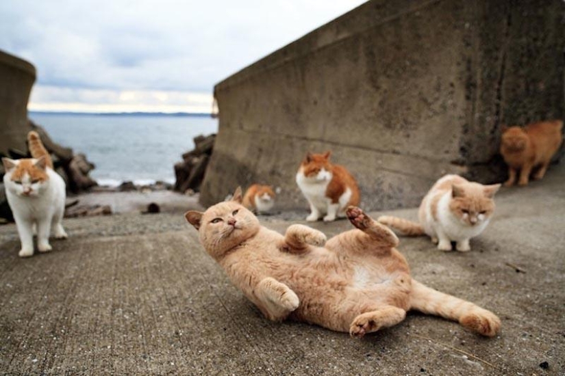 10 lugares que aman a los gatos