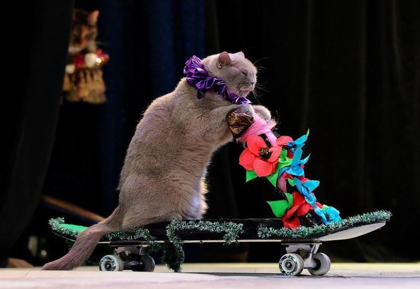 10 lugares que aman a los gatos