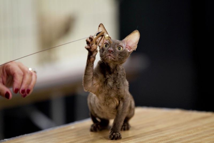 10 lugares que aman a los gatos