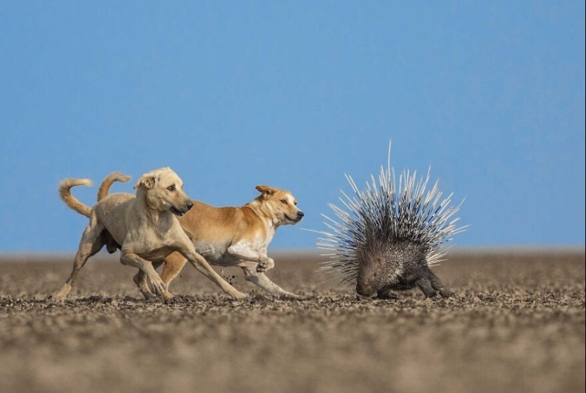 10 Mesmerising Nature Photos That Won The 2023 Nature inFocus Photography Awards