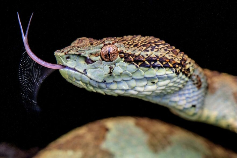 10 Mesmerising Nature Photos That Won The 2023 Nature inFocus Photography Awards
