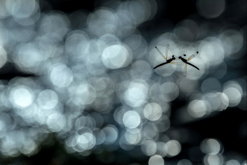 10 Mesmerising Nature Photos That Won The 2023 Nature inFocus Photography Awards
