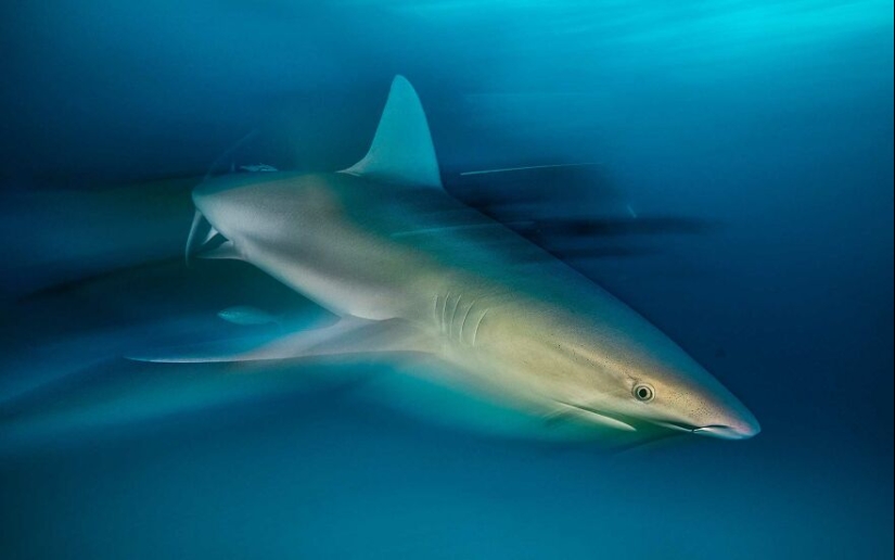10 Mesmerising Nature Photos That Won The 2023 Nature inFocus Photography Awards