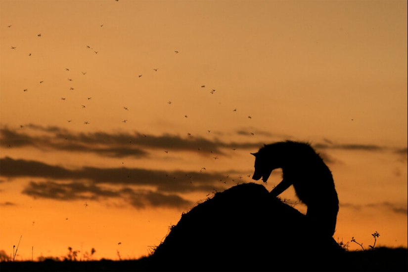 10 Mesmerising Nature Photos That Won The 2023 Nature inFocus Photography Awards