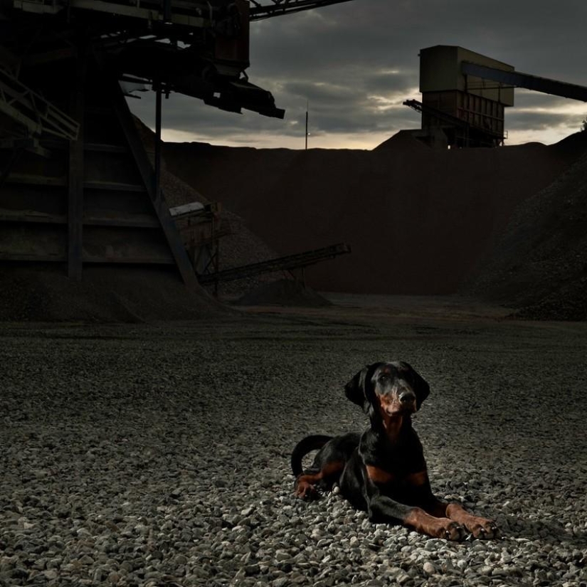 10 Most Aggressive Dog Breeds 10 Most Aggressive Dog Breeds