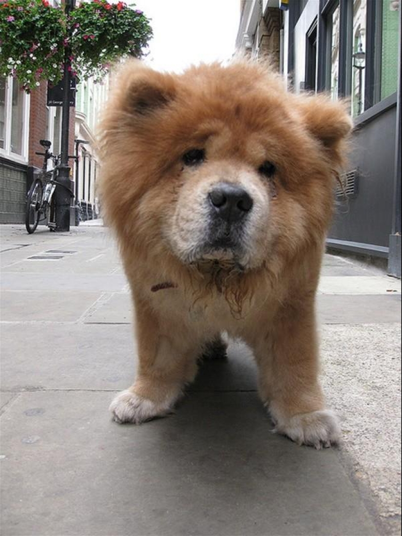 10 Most Aggressive Dog Breeds 10 Most Aggressive Dog Breeds