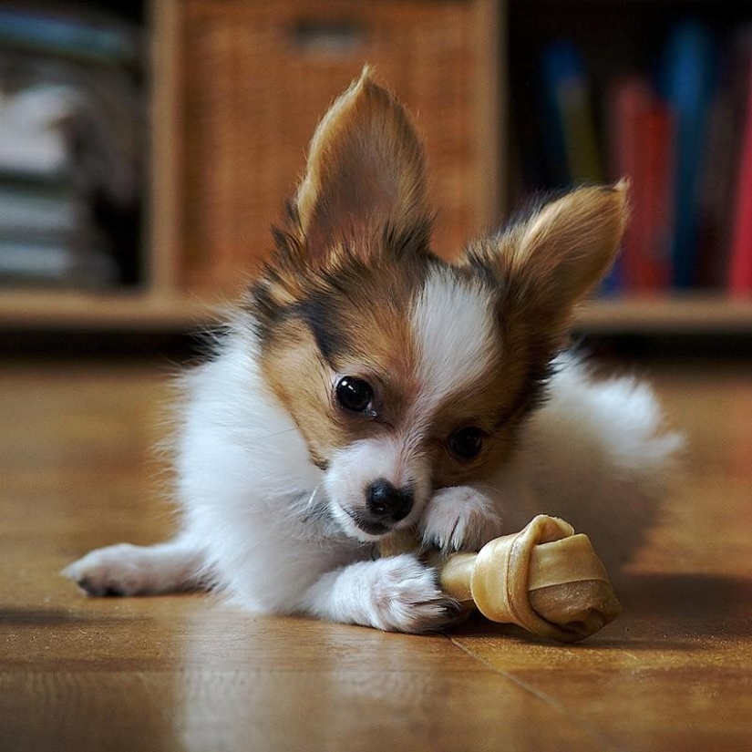 10 Most Aggressive Dog Breeds 10 Most Aggressive Dog Breeds