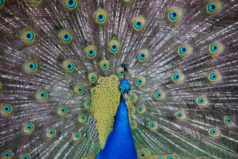 10 most beautiful birds in the world