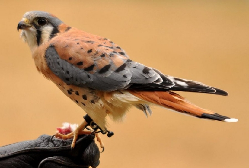 10 most beautiful birds in the world