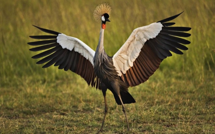 10 most beautiful birds in the world