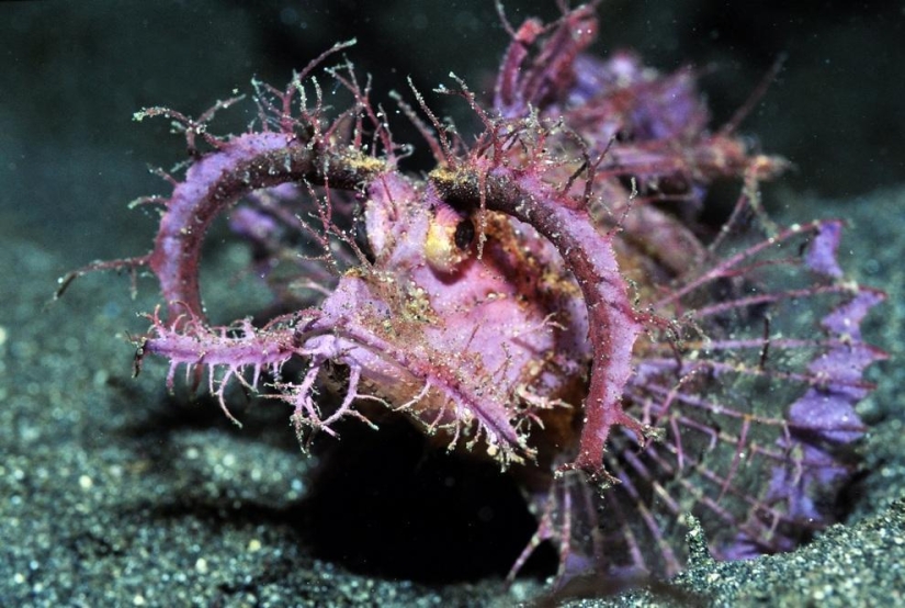 10 most bizarre fish in the world's oceans 10 most bizarre fish in the world's oceans