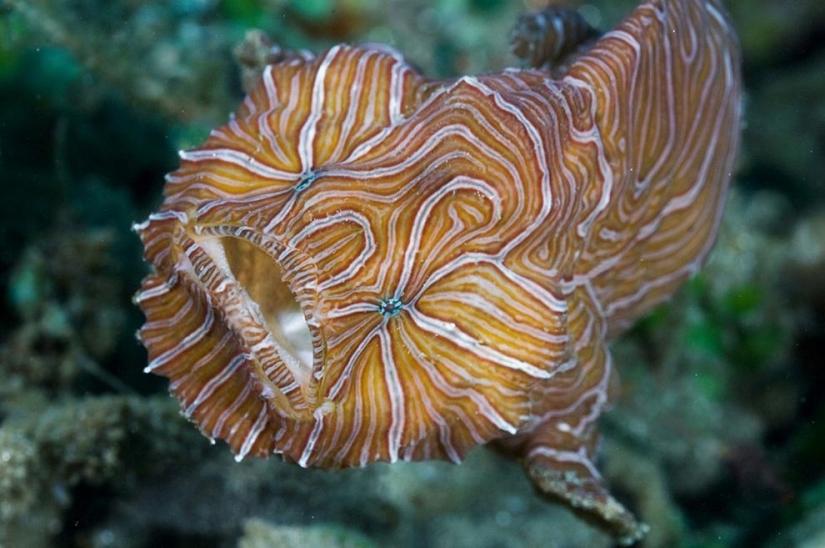 10 most bizarre fish in the world's oceans 10 most bizarre fish in the world's oceans