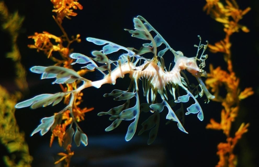 10 most bizarre fish in the world's oceans 10 most bizarre fish in the world's oceans