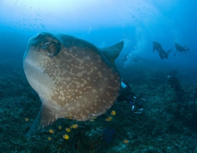 10 most bizarre fish in the world's oceans 10 most bizarre fish in the world's oceans
