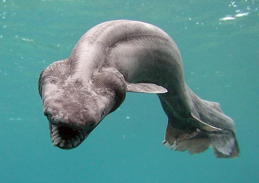 10 most bizarre fish in the world's oceans 10 most bizarre fish in the world's oceans