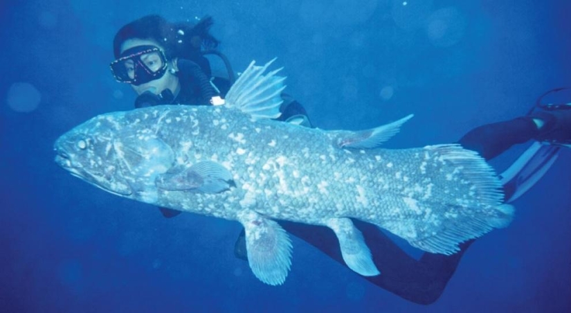 10 most bizarre fish in the world's oceans 10 most bizarre fish in the world's oceans