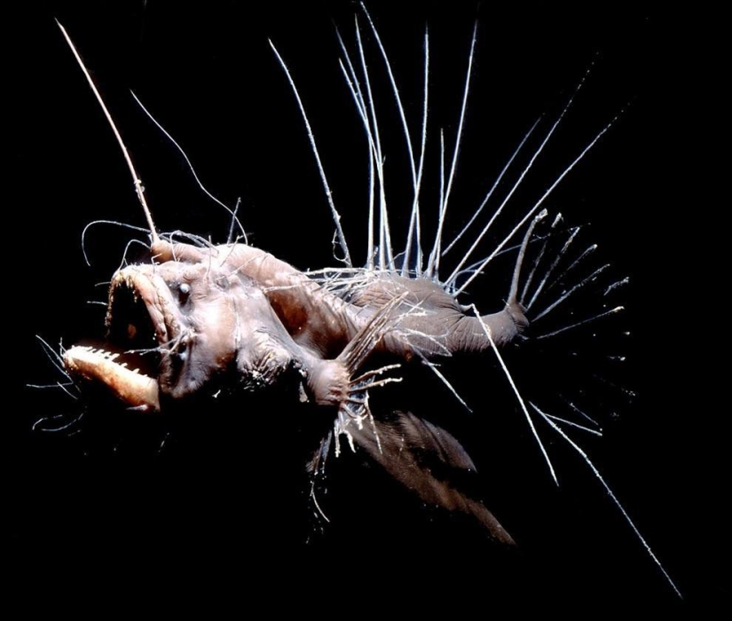 10 most bizarre fish in the world's oceans 10 most bizarre fish in the world's oceans