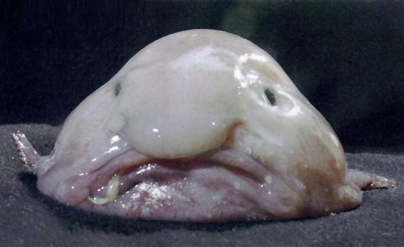 10 most bizarre fish in the world's oceans 10 most bizarre fish in the world's oceans