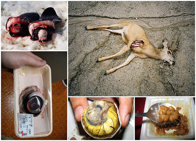 10 most disgusting dishes 10 most disgusting dishes