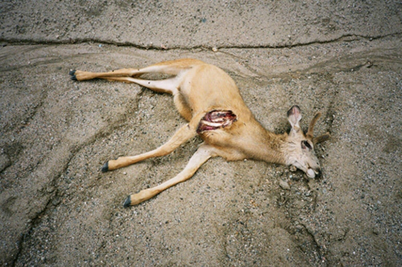 10 most disgusting dishes 10 most disgusting dishes