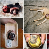 10 platos más repugnantes