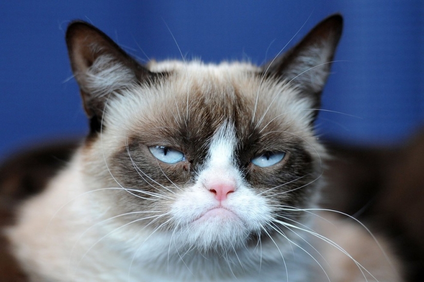 10 preciados secretos del éxito del gato más rico del mundo