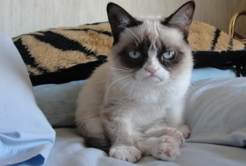 10 preciados secretos del éxito del gato más rico del mundo