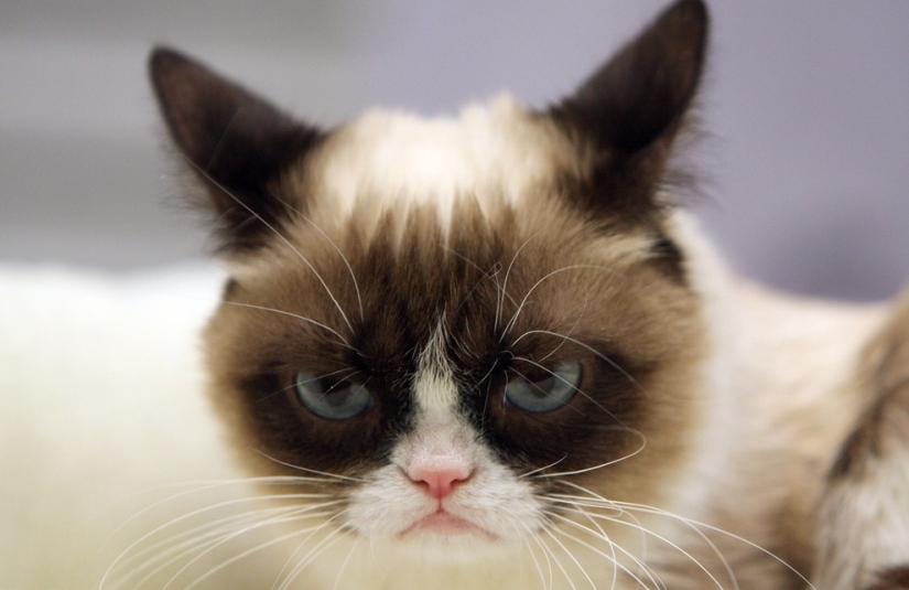 10 preciados secretos del éxito del gato más rico del mundo