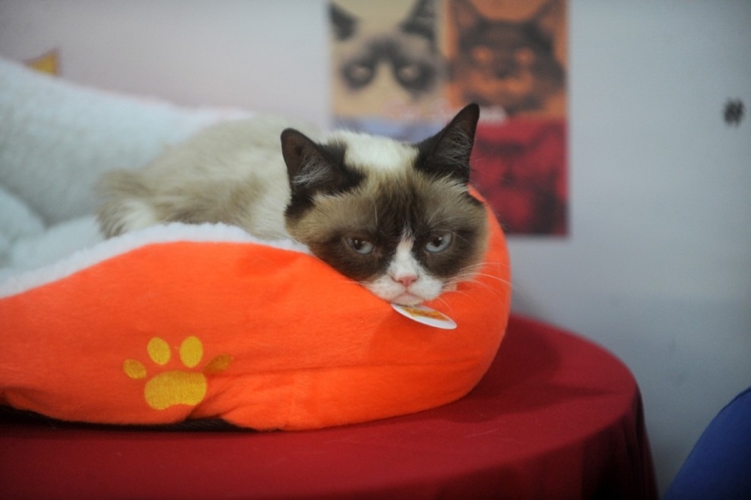 10 preciados secretos del éxito del gato más rico del mundo