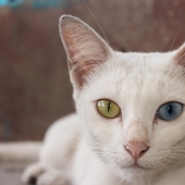 10 razas de gatos más correctas