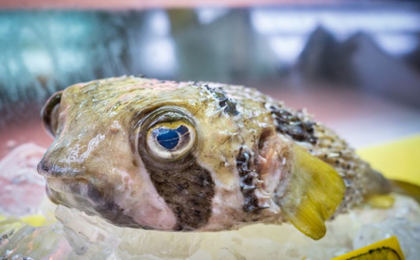 10 Shocking Tragic Food Deaths
