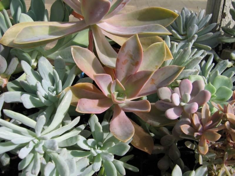 10 sources of allergies in your home