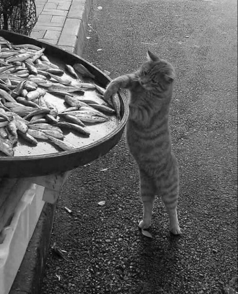 10 Street Photographs That Managed To Capture The Beauty Of Cats, Featured On This Instagram Page (Part2) 10 Street Photographs That Managed To Capture The Beauty Of Cats, Featured On This Instagram Page (Part2)