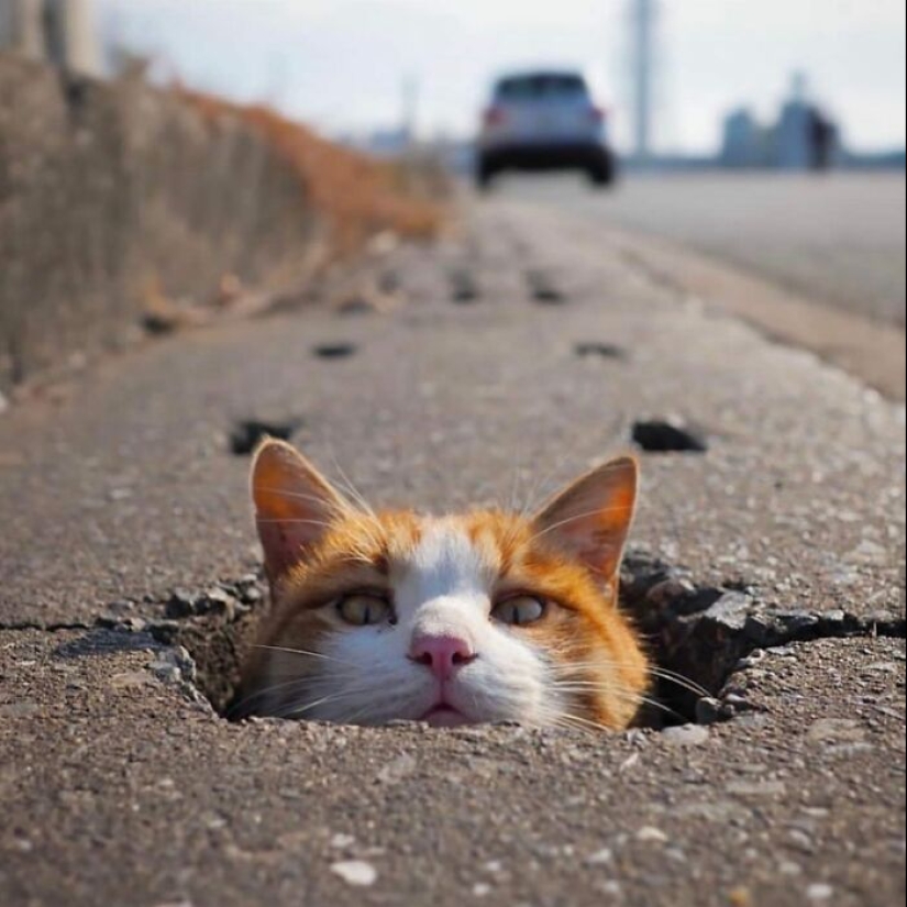 10 Street Photographs That Managed To Capture The Beauty Of Cats, Featured On This Instagram Page (Part2) 10 Street Photographs That Managed To Capture The Beauty Of Cats, Featured On This Instagram Page (Part2)