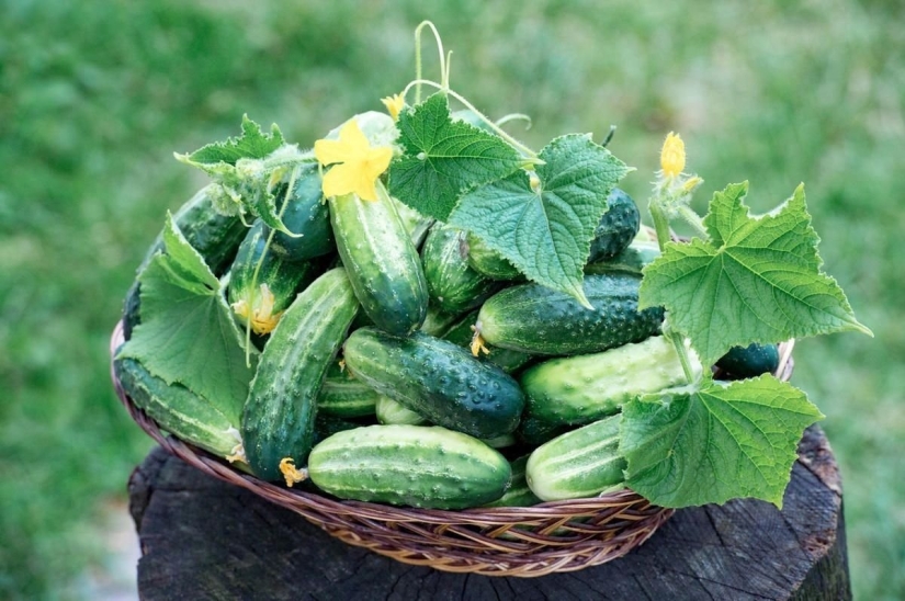 10 time-tested tips that will greatly increase the yield of cucumbers: a note to all gardeners