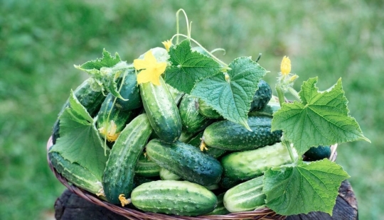 10 time-tested tips that will greatly increase the yield of cucumbers: a note to all gardeners