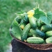 10 time-tested tips that will greatly increase the yield of cucumbers: a note to all gardeners 10 time-tested tips that will greatly increase the yield of cucumbers: a note to all gardeners