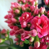 10 unpretentious plants for those who do not have time