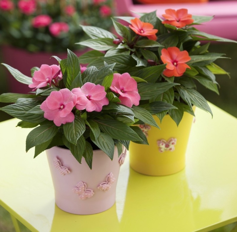 10 unpretentious plants for those who do not have time