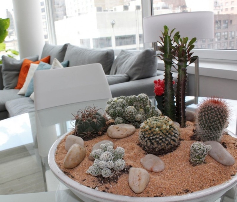 10 unpretentious plants for those who do not have time