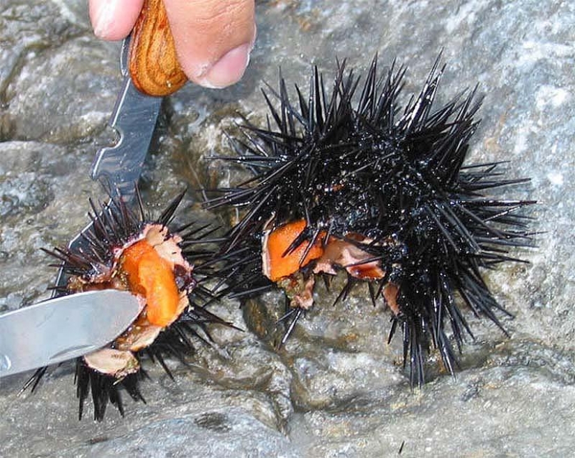 10 unusual delicacies from living creatures