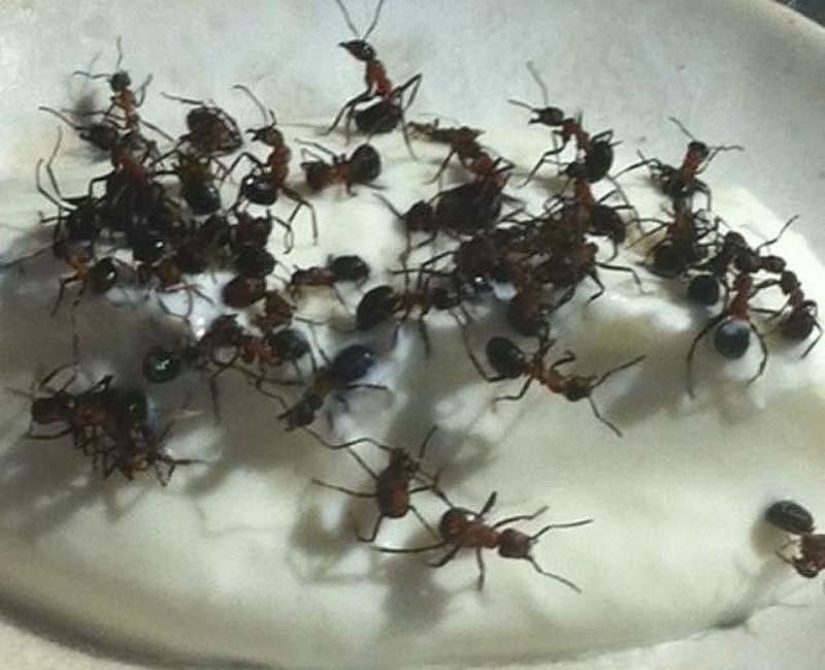10 unusual delicacies from living creatures