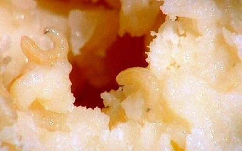 10 unusual delicacies from living creatures