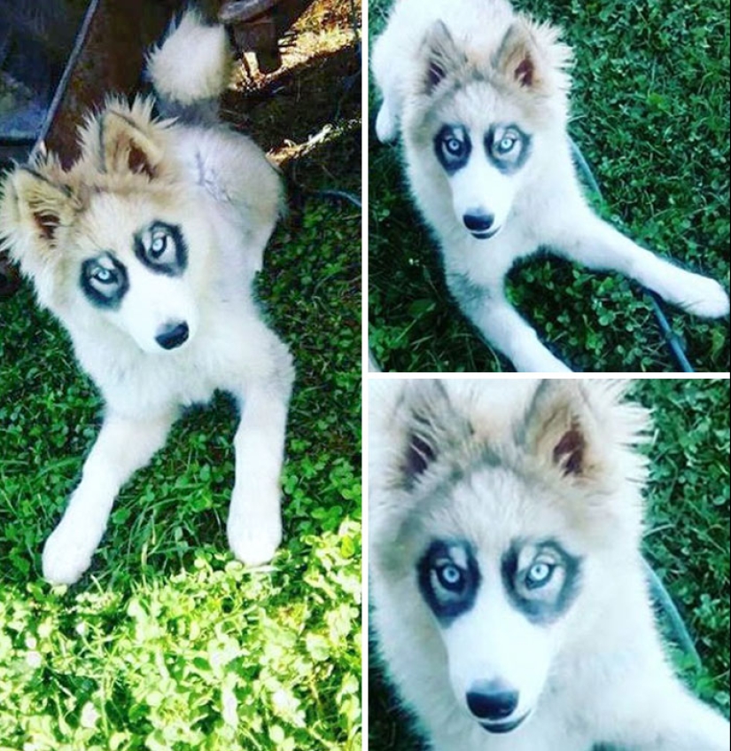11 animales con marcas de pelaje únicas y extraordinarias