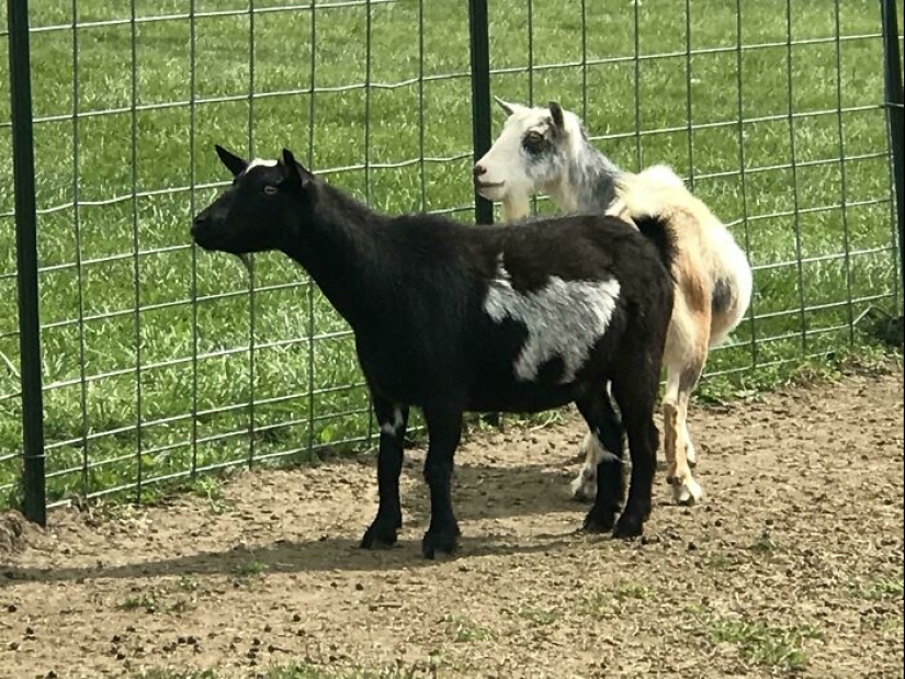 11 animales con marcas de pelaje únicas y extraordinarias