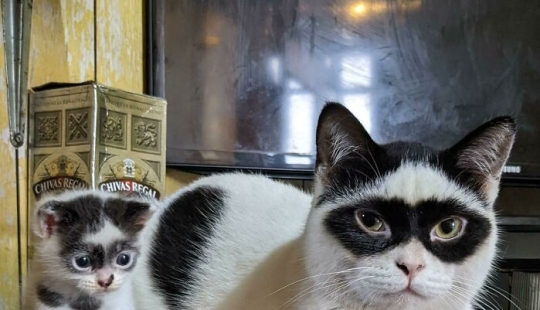 11 animales con marcas de pelaje únicas y extraordinarias