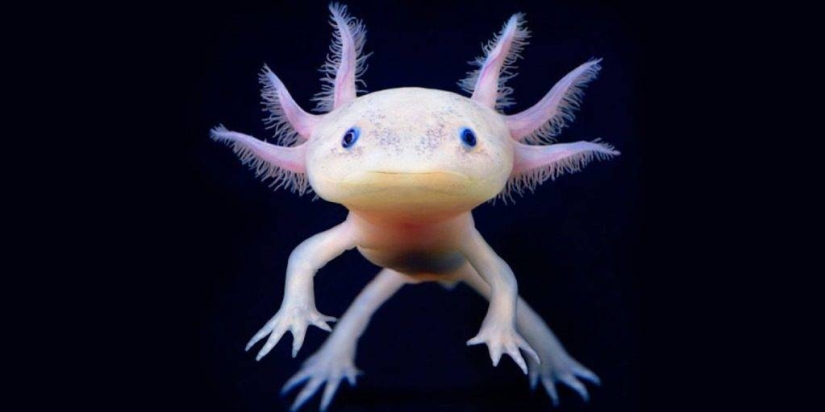 11 animales que no pudieron aceptar la genética